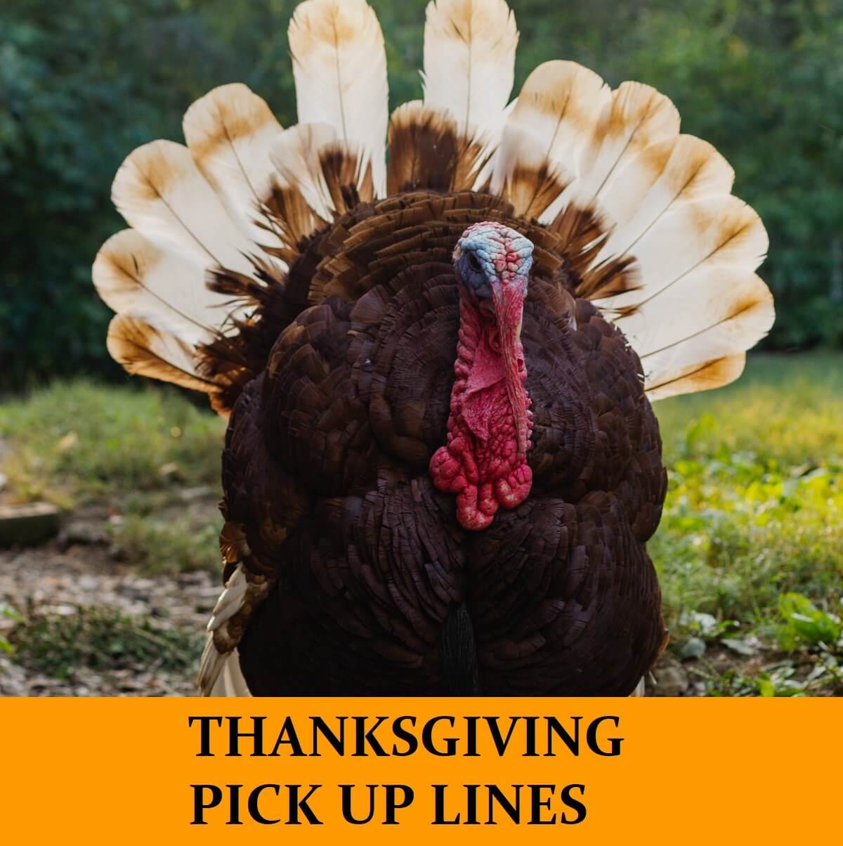 25 Hilarious Thanksgiving Day Pick Up Lines to Impress Your Date