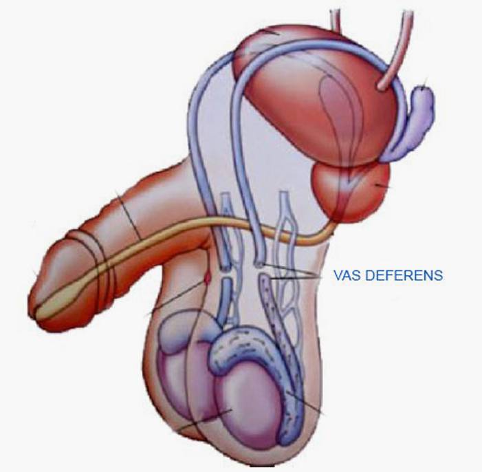 Looking for a Free Vasectomy Near You? Explore Local Options