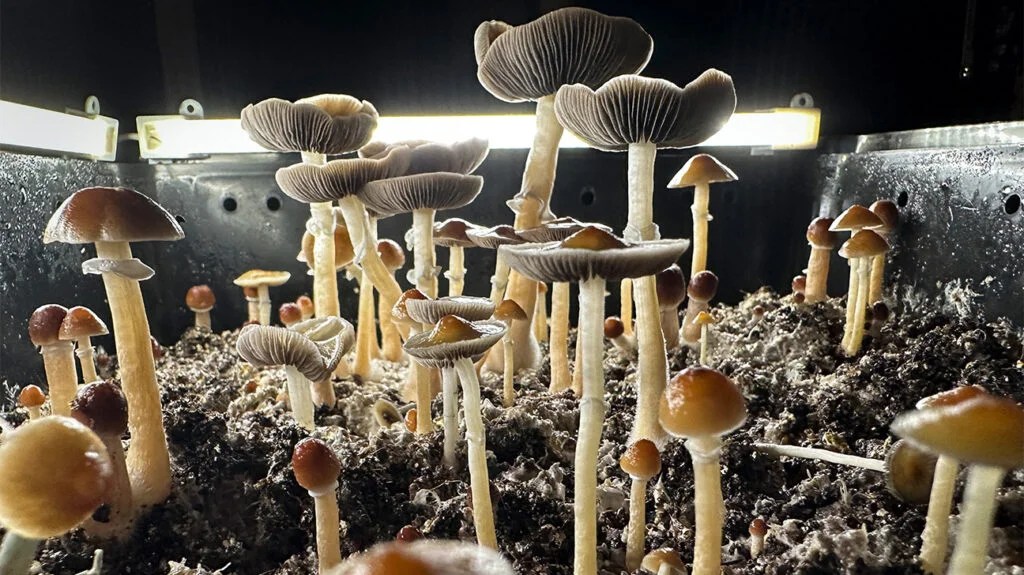 The Truth About Smoking Magic Mushrooms: Effects, Risks, and Alternatives