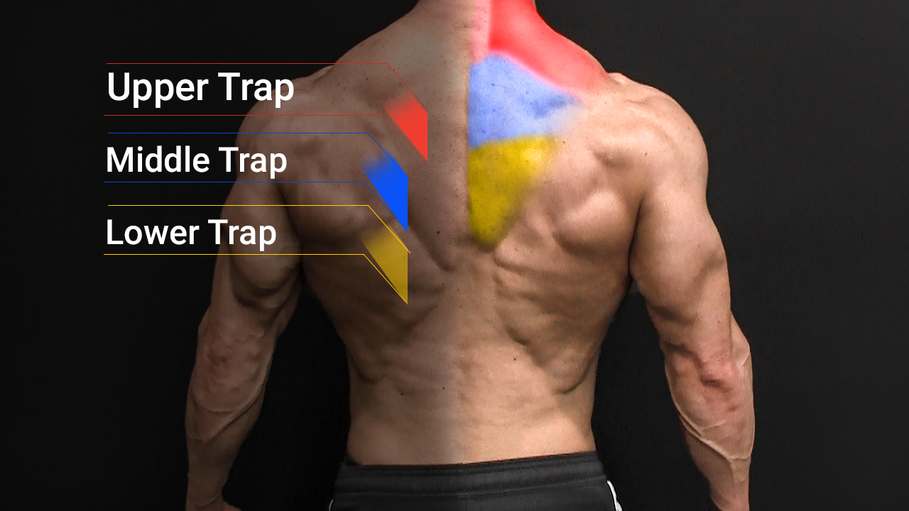 Effective Lower Trap Workout: 7 Exercises for Stronger Scapular Stability