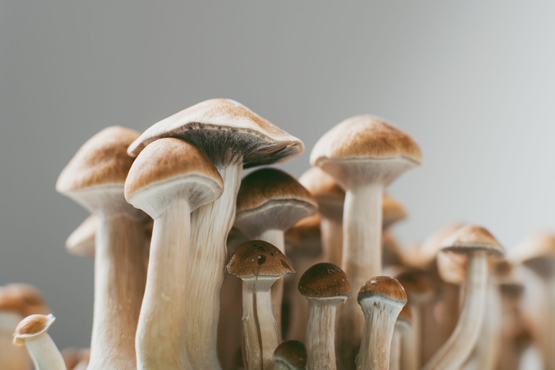 The Truth About Smoking Magic Mushrooms: Effects, Risks, and Alternatives