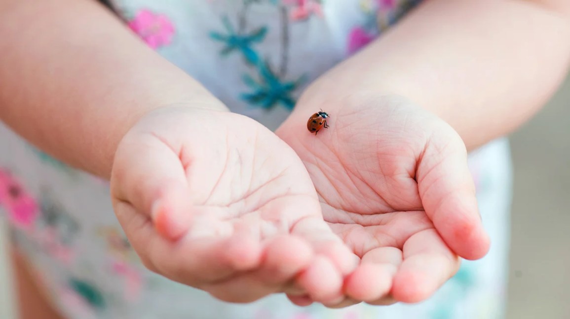 Poisonous Ladybugs: What You Need to Know About Their Toxicity and Risks