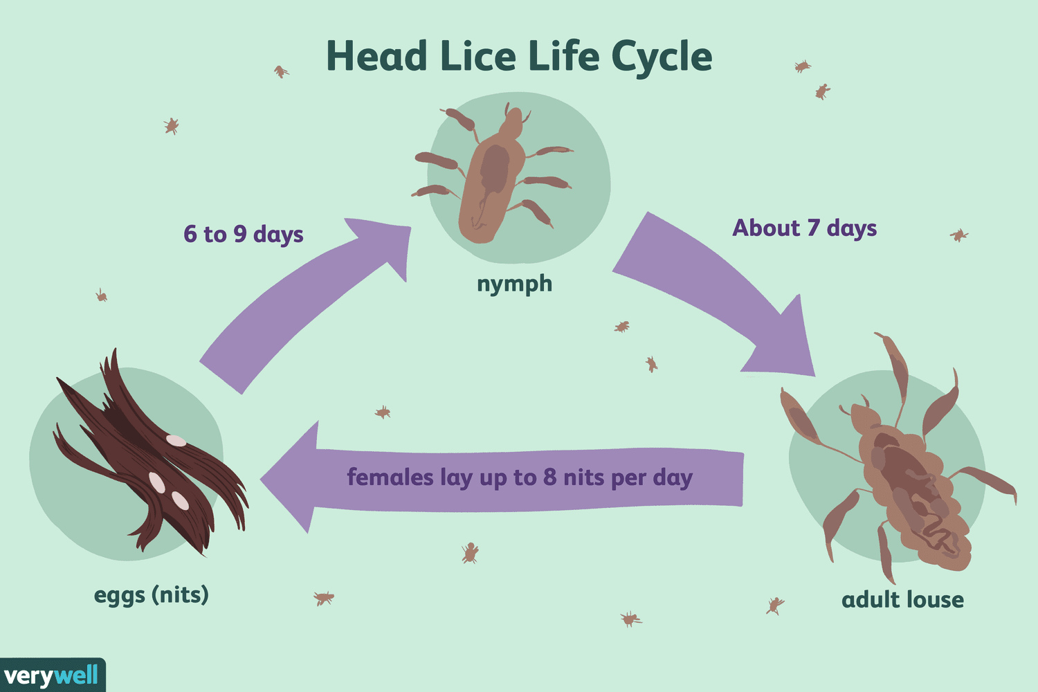 Lice or Anxiety? Signs You Might Be Paranoid or Infected