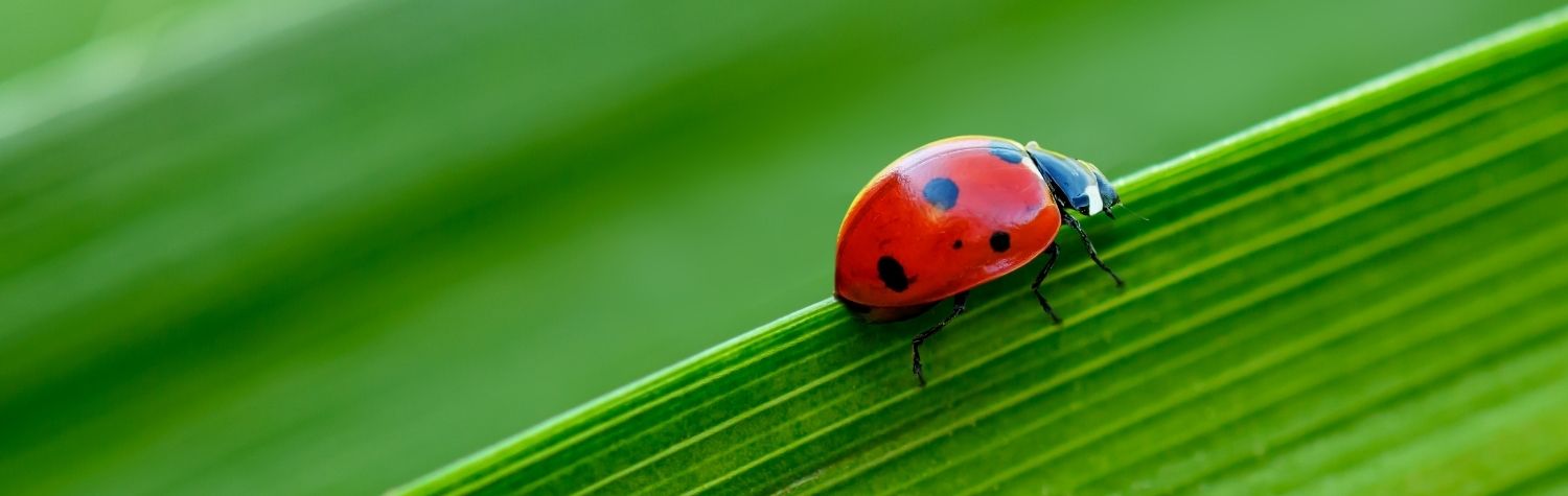 Poisonous Ladybugs: What You Need to Know About Their Toxicity and Risks
