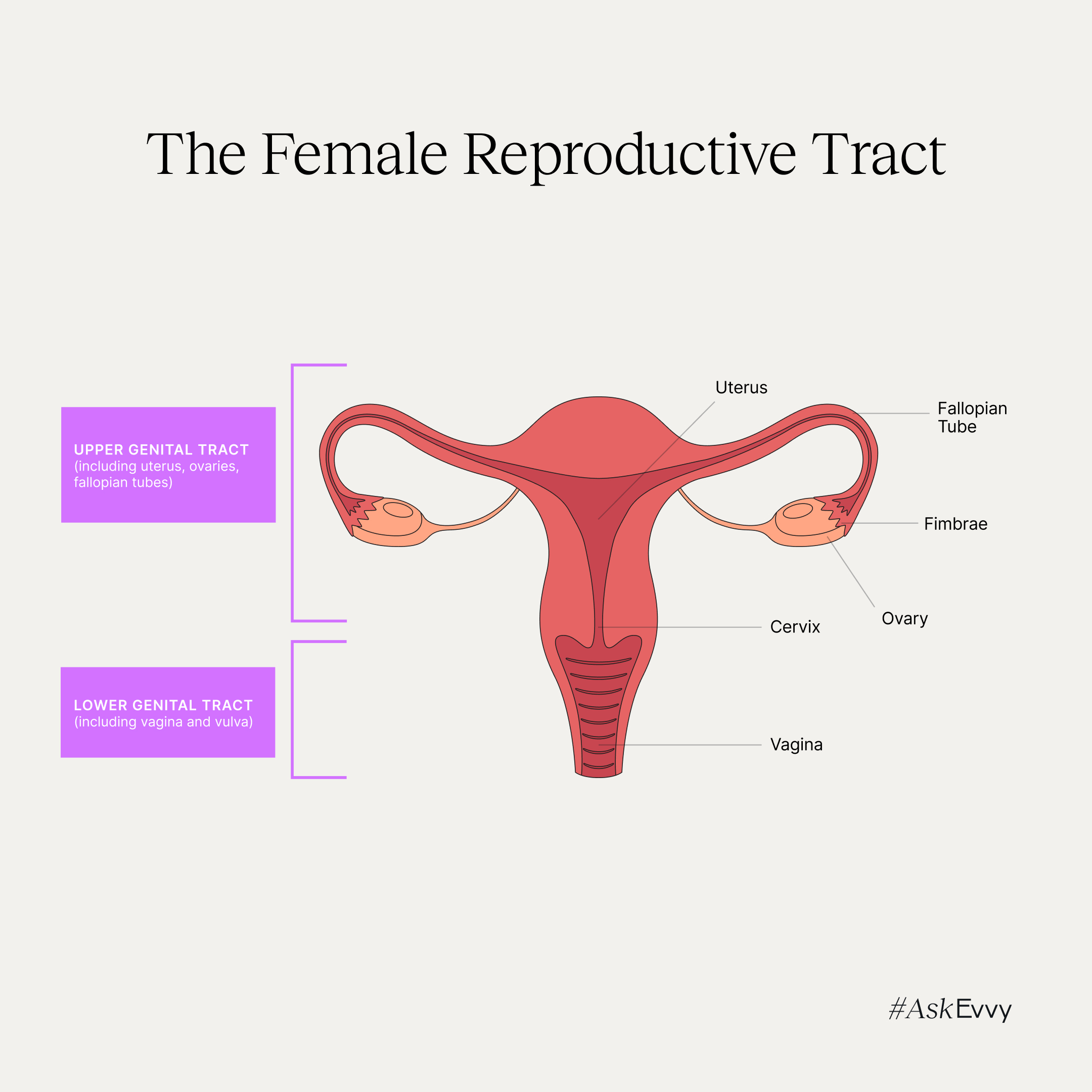 What Are Other Words for Vagina (Exploring Different Slang and Terms)
