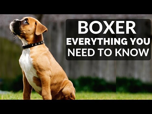 Learn About Boxers Born on October 25: Get the Inside Scoop