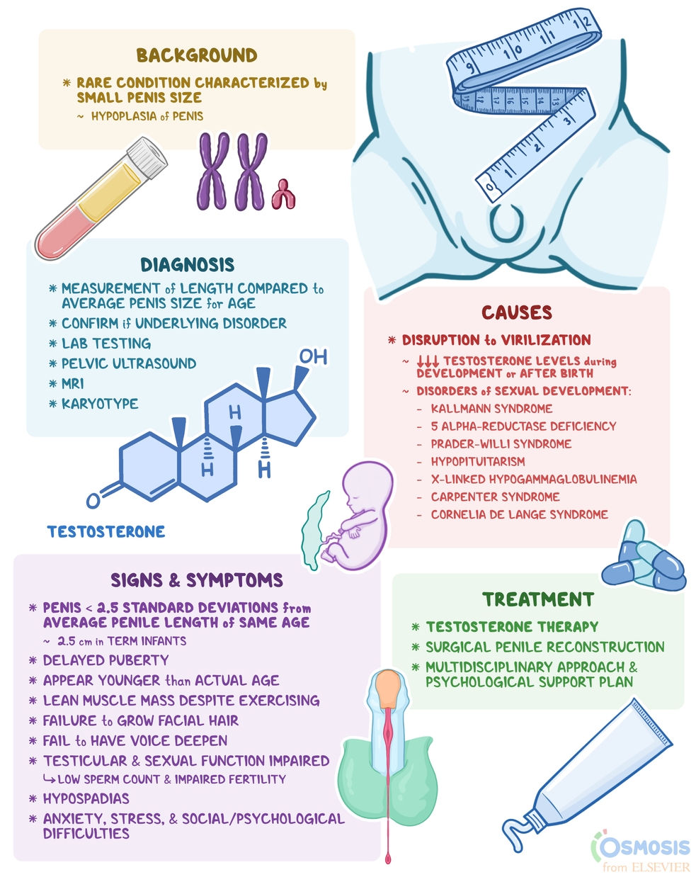 Exploring the Worlds Smallest Pennis: Causes and Treatments