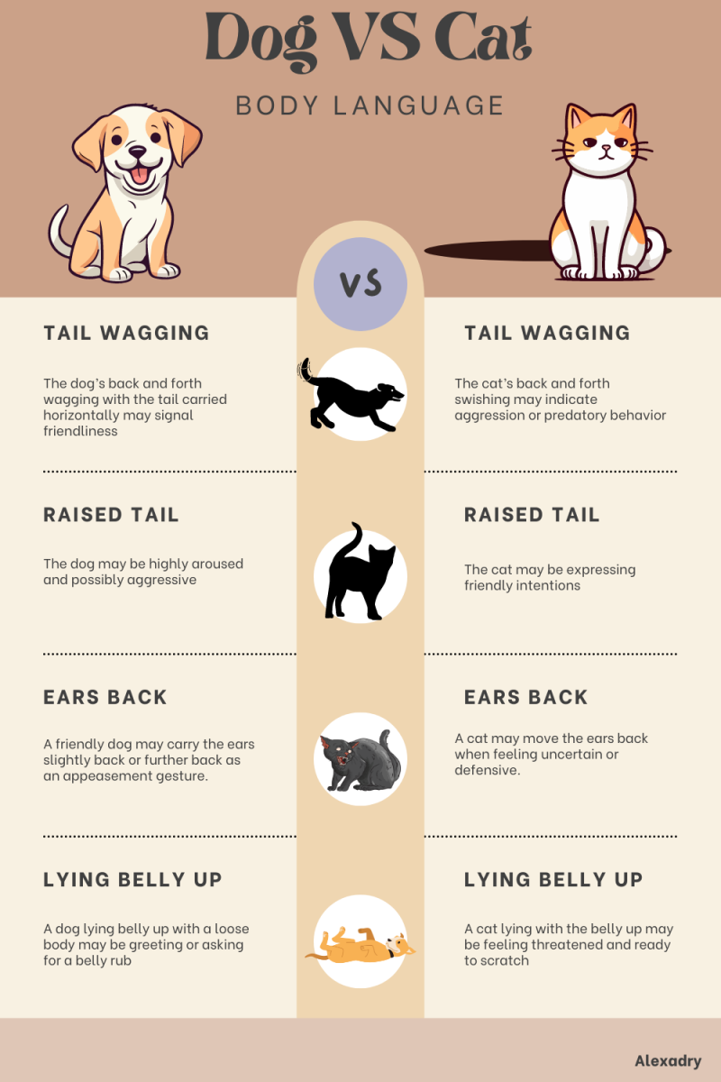 Dog Sex Cat: Understanding Why This Inter-Species Behavior Occurs.