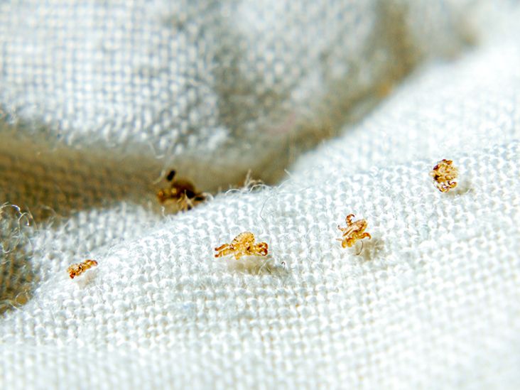 Is it C.R.A.B. infection? Learn how to identify and get rid of it effectively