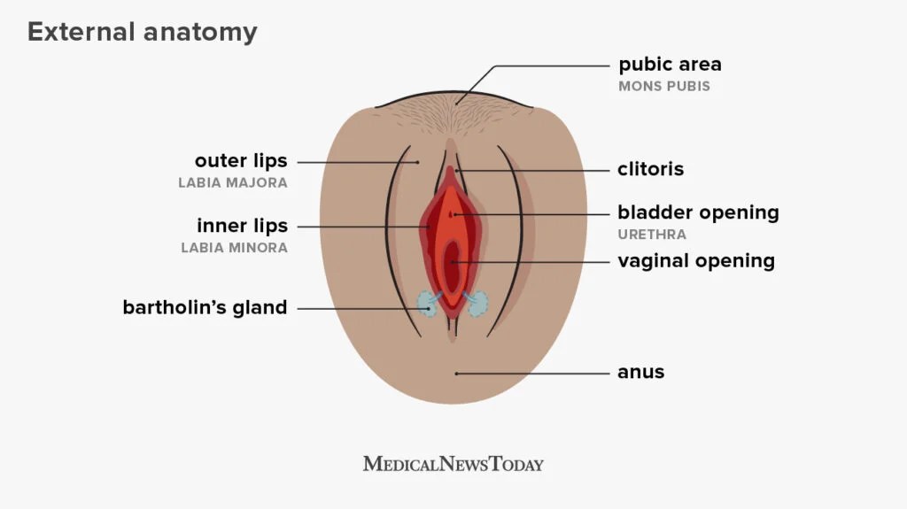 The Real Deal: Understanding How Many Openings a Woman Has