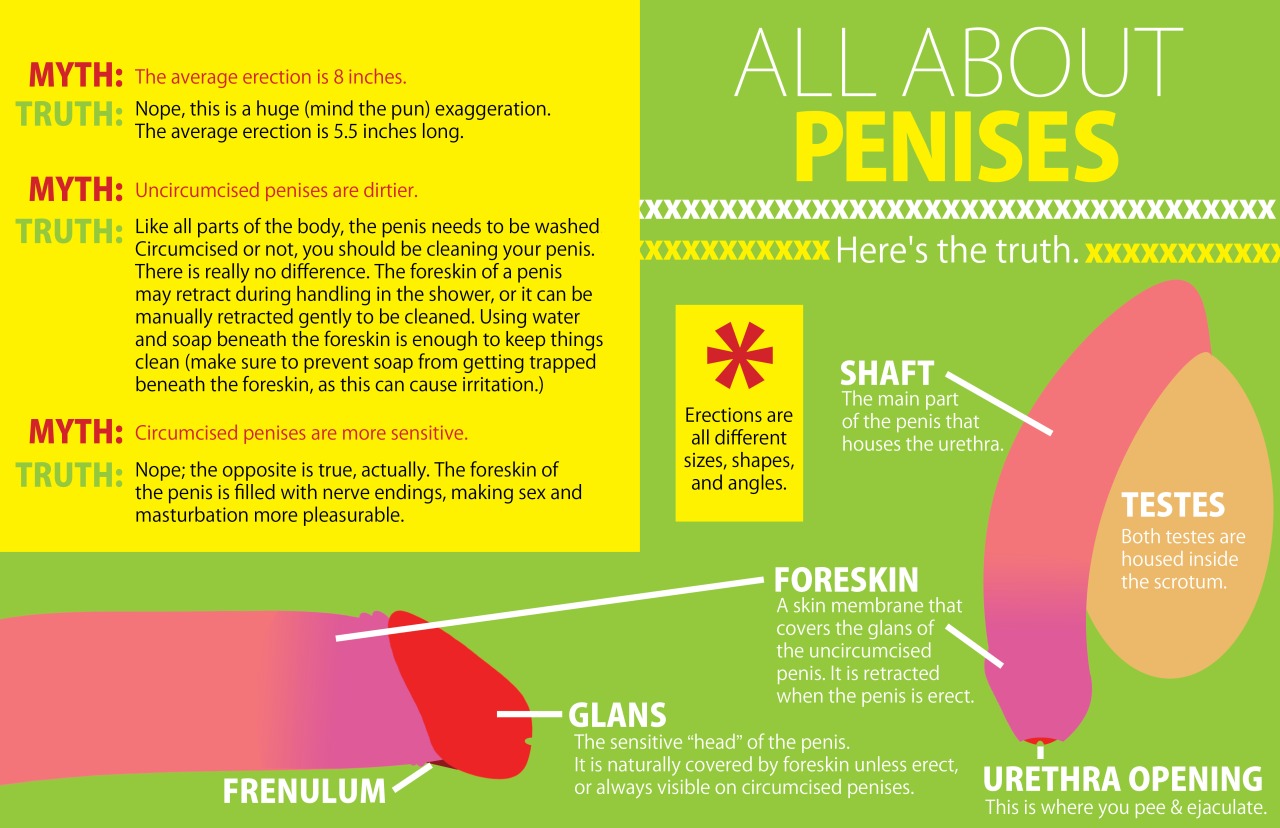 4 Inch Pennis: Debunking Myths and Misconceptions