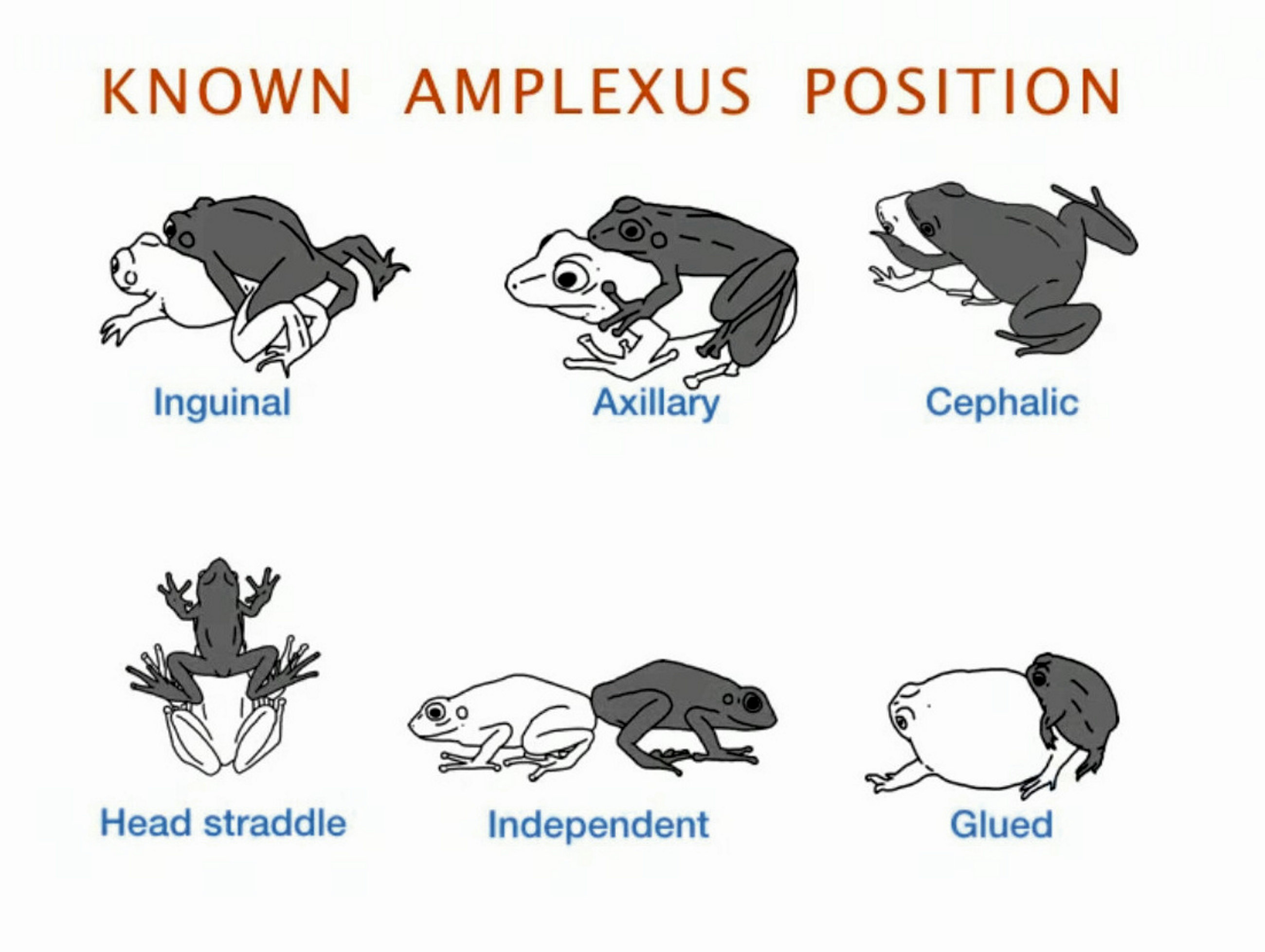 Sex Frog Style Tips for Beginners Is It Really That Hot