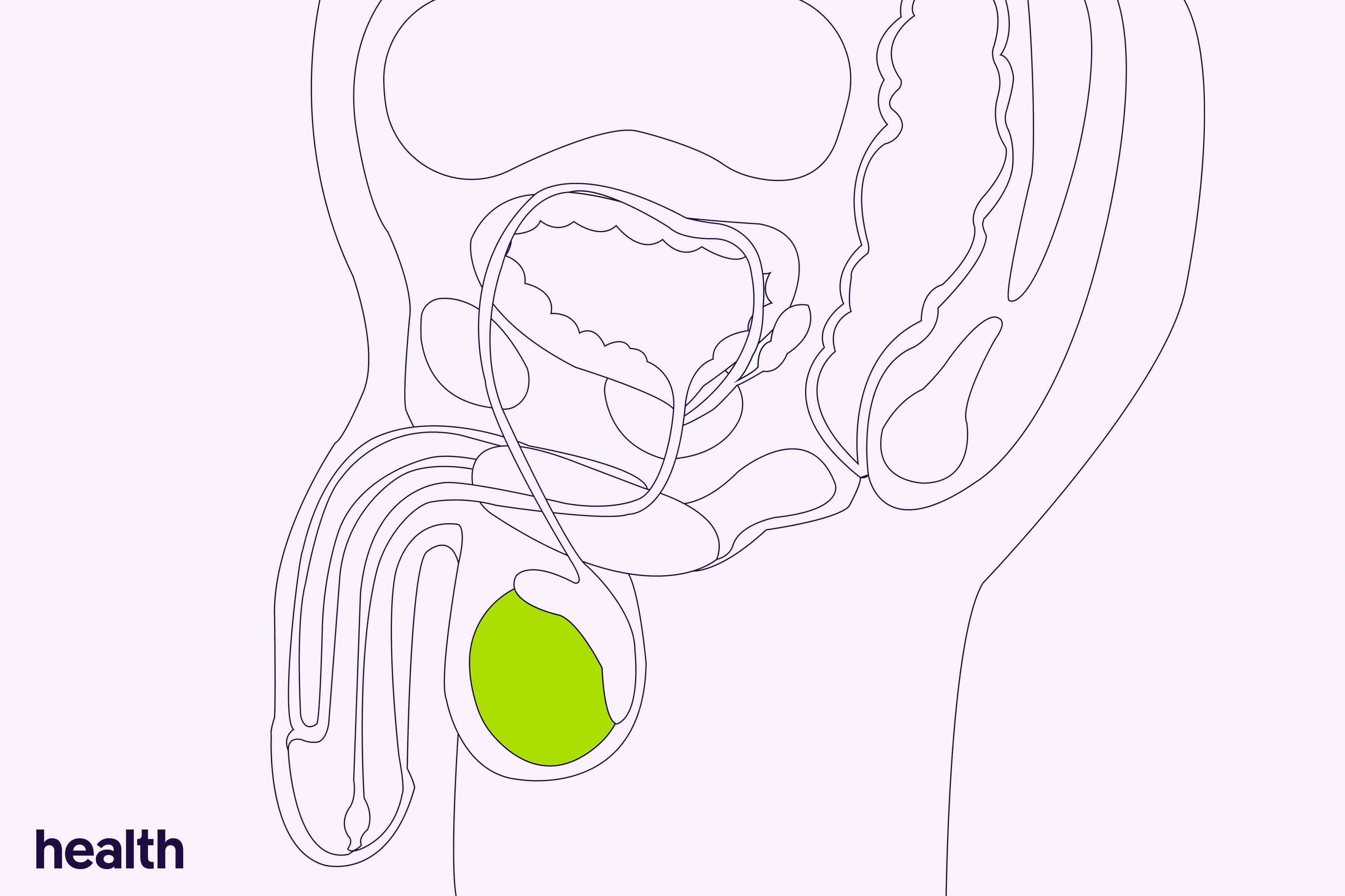 Understanding the penis twitch before it gets hard (Here is a quick guide for everyone)