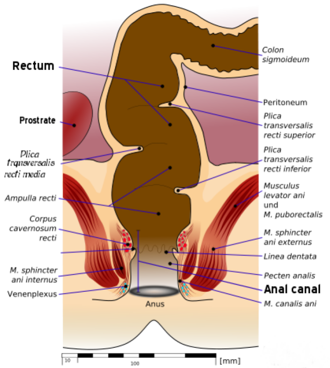 Men Assplay: The Ultimate Guide for Beginners