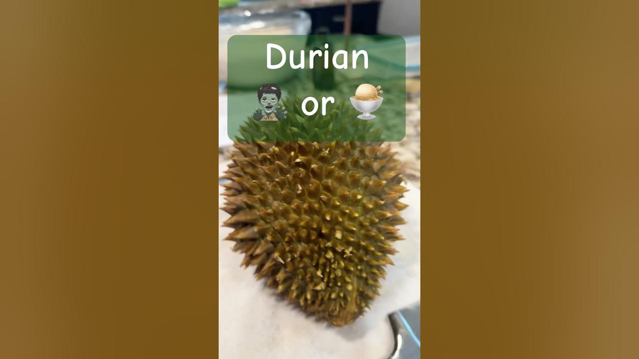 durian lollobrigida is it really worth the hype