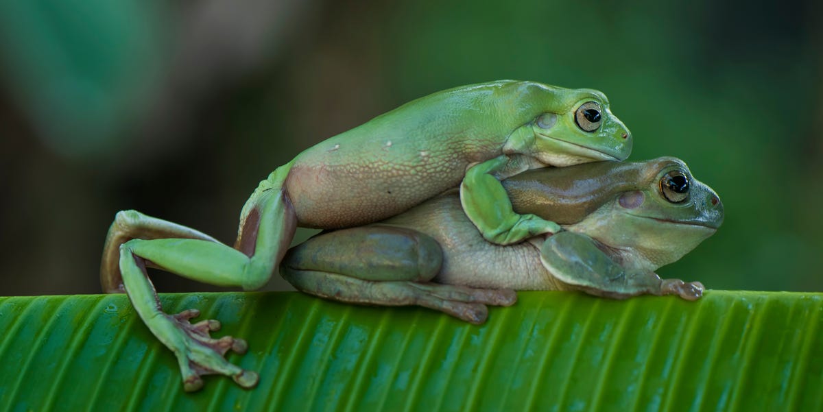 Sex Frog Style Tips for Beginners Is It Really That Hot