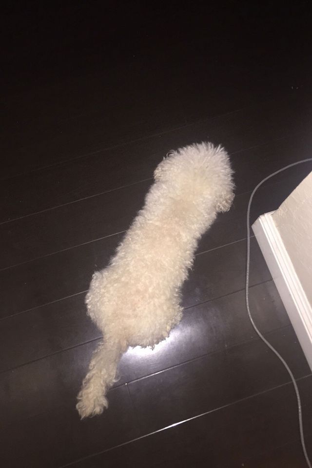 Funny Things That Look Like a Penis: Prepare to Laugh