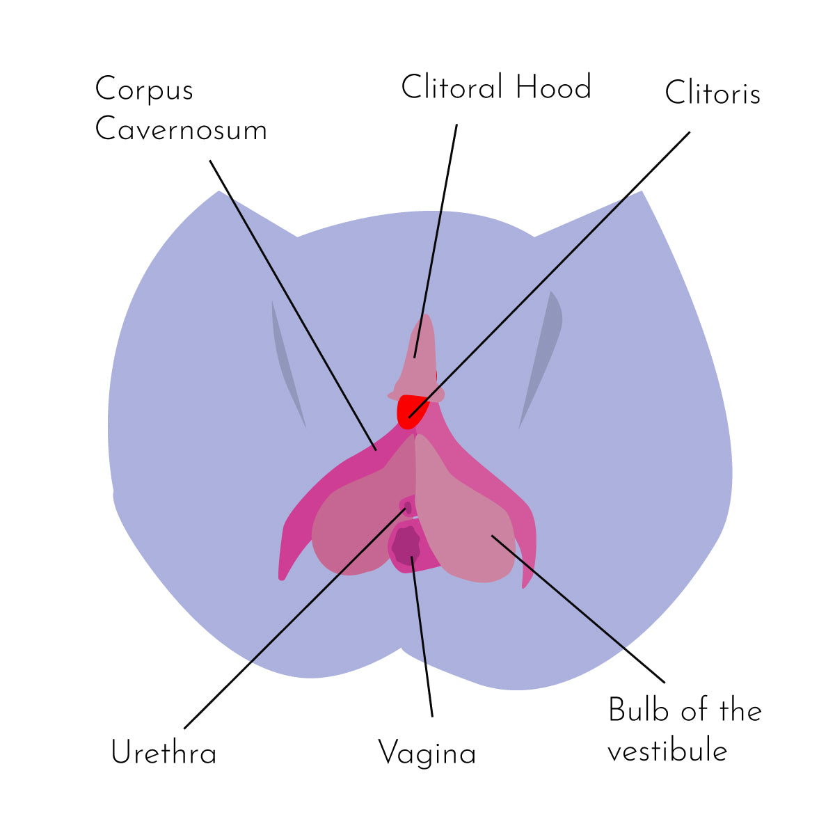 Quick Guide: Cumming vs Orgasm, What You Need to Know