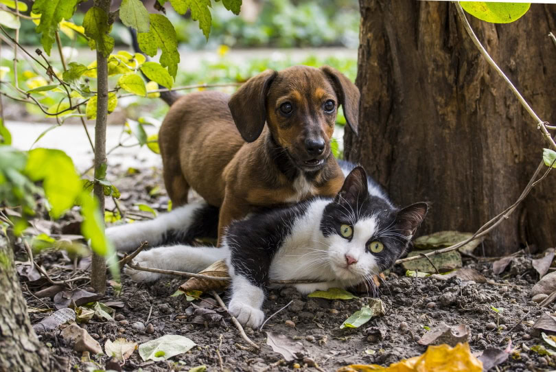 Dog Sex Cat: Understanding Why This Inter-Species Behavior Occurs.