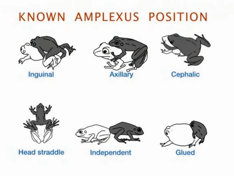 Froggy Position Sex: Is It Good for You? Discover the Benefits and Risks of This Position!