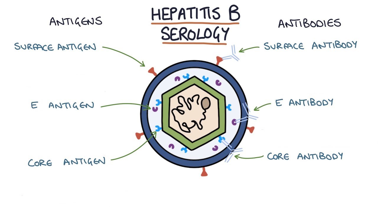 Hepatitis b core ab test: how to interpret and understand your test results easily