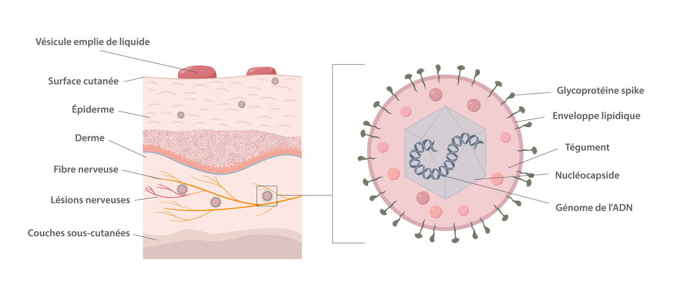 What is Zona Superficial? Simple Explanation for Beginners You Need to Know.