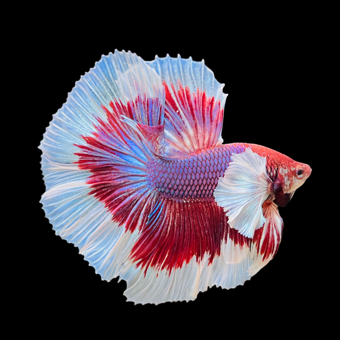 Fighter Fish for Sale: Find Your Perfect Pet Fish!