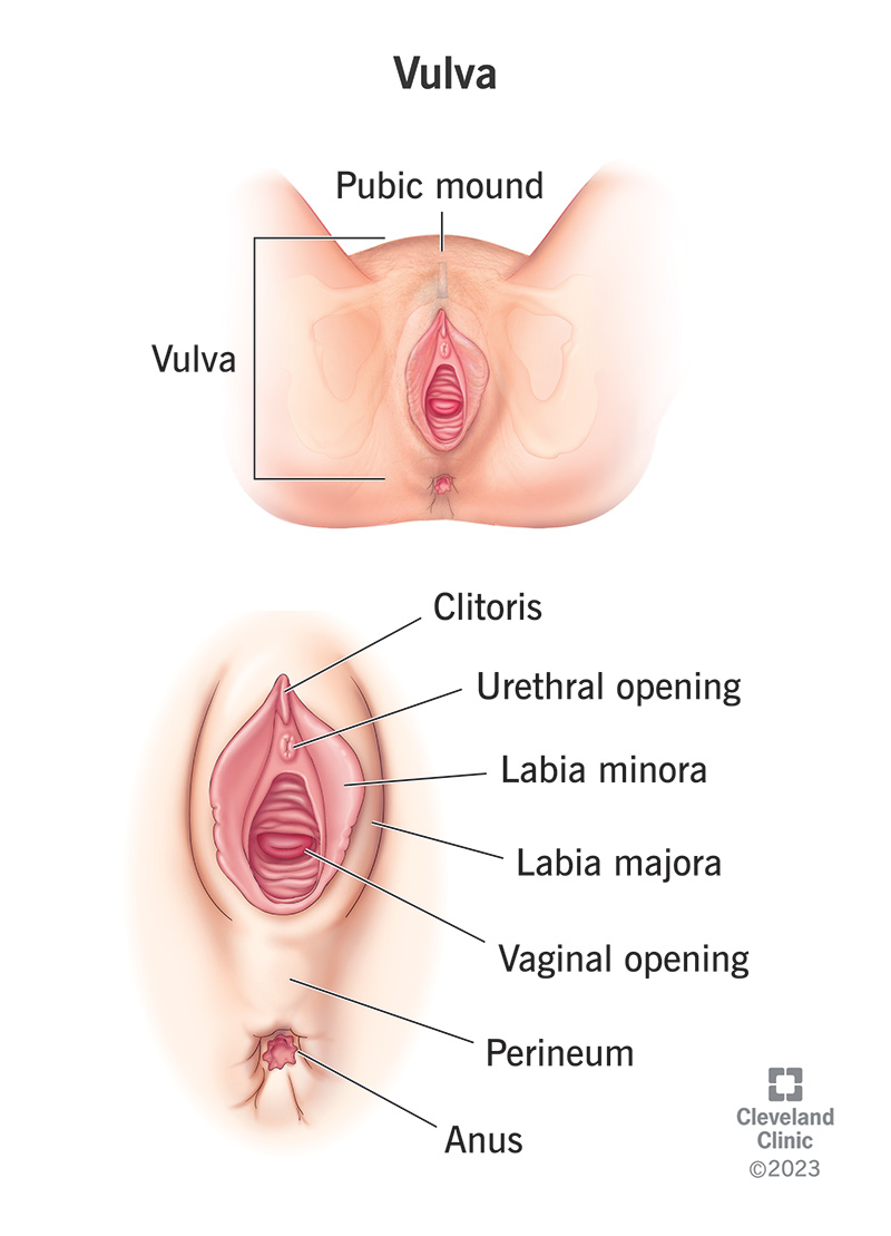 Understanding Your Vagina Hood: Heres a Clear Explanation in Simple Terms