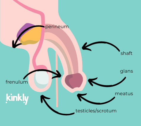 Fellatio Blow Job Secrets: Simple Steps for Beginners