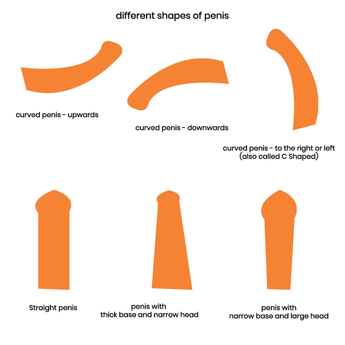 Does the curve of your penis depend on personal habits? Easy guide to understand!