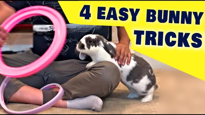 How to Use Rabbitfx for Beginners? Learn Fast and Easy!