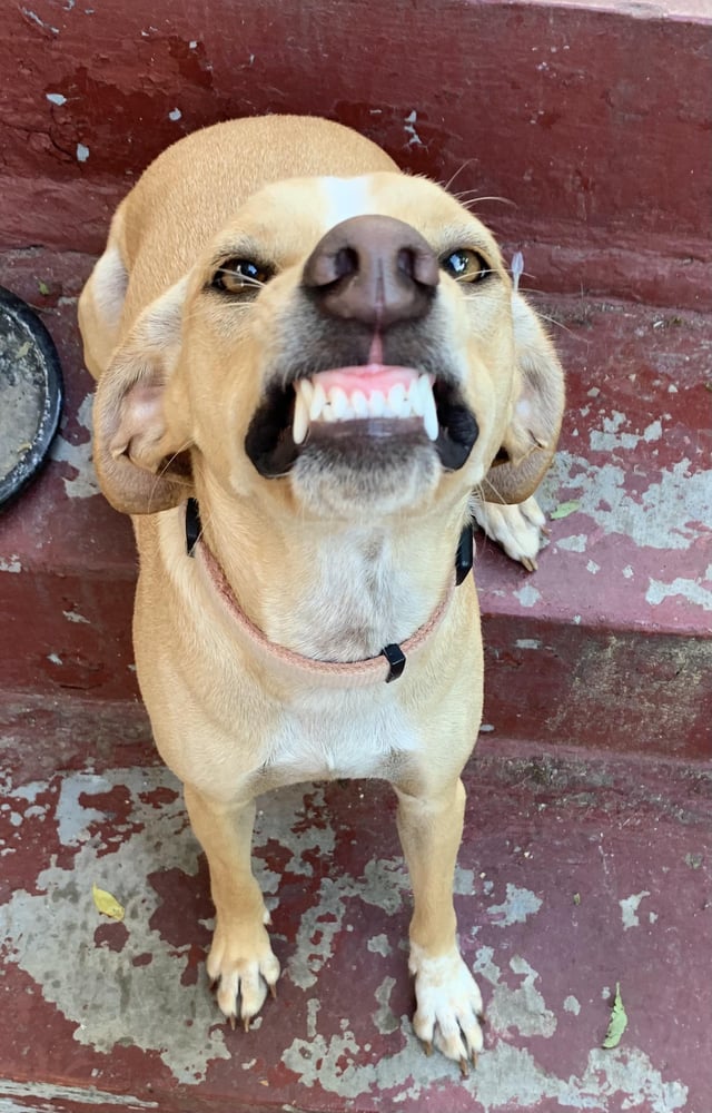 Petting Smiley Face: What Does It Mean When My Dog Is Smiling and Let Me Pet Him a Lot All the Time?