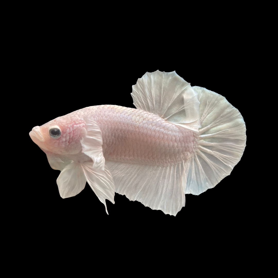 Fighter Fish for Sale: Find Your Perfect Pet Fish!