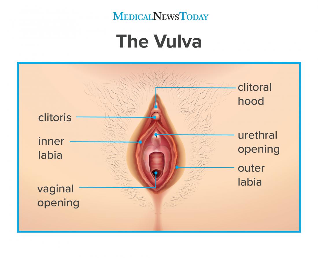 Understanding Your Vagina Hood: Heres a Clear Explanation in Simple Terms