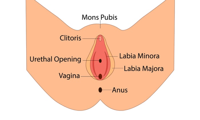 How Many Holes Does a Woman Has? A Simple Guide to Female Anatomy for Beginners