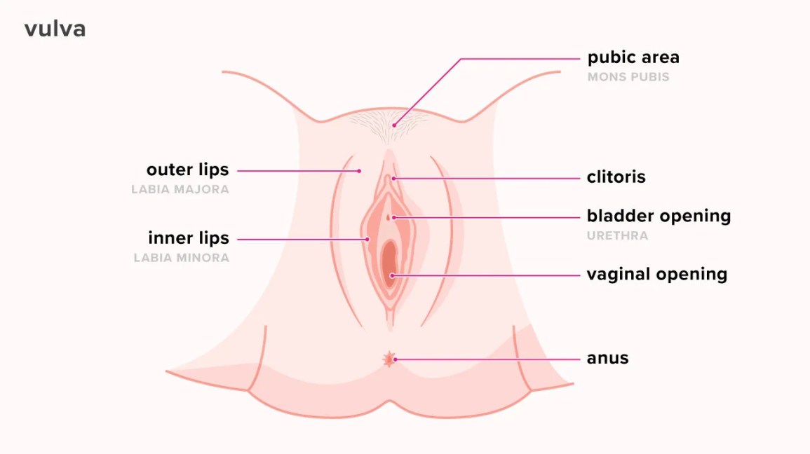 Open vaginas: find out how to recognize them quickly!