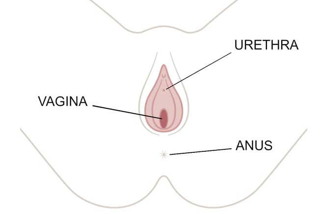 How Many Holes Does a Woman Has? A Simple Guide to Female Anatomy for Beginners