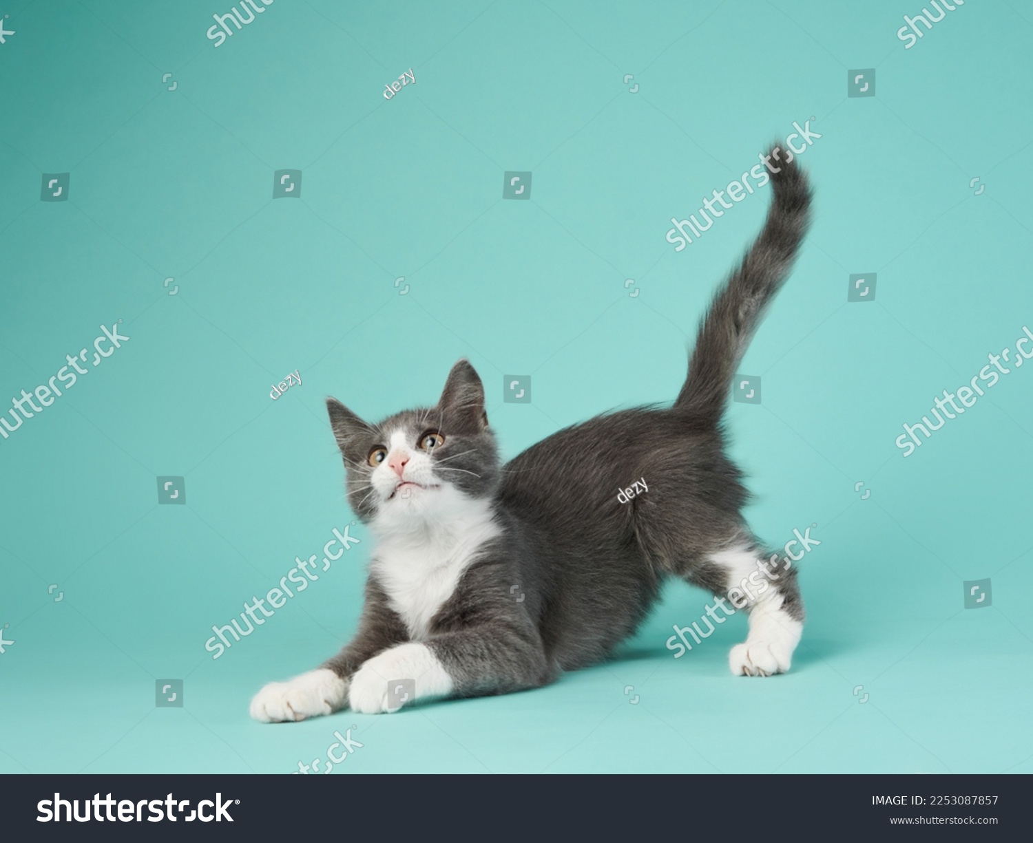 Youngest Pussys: How to Find The Cutest Kittens Online