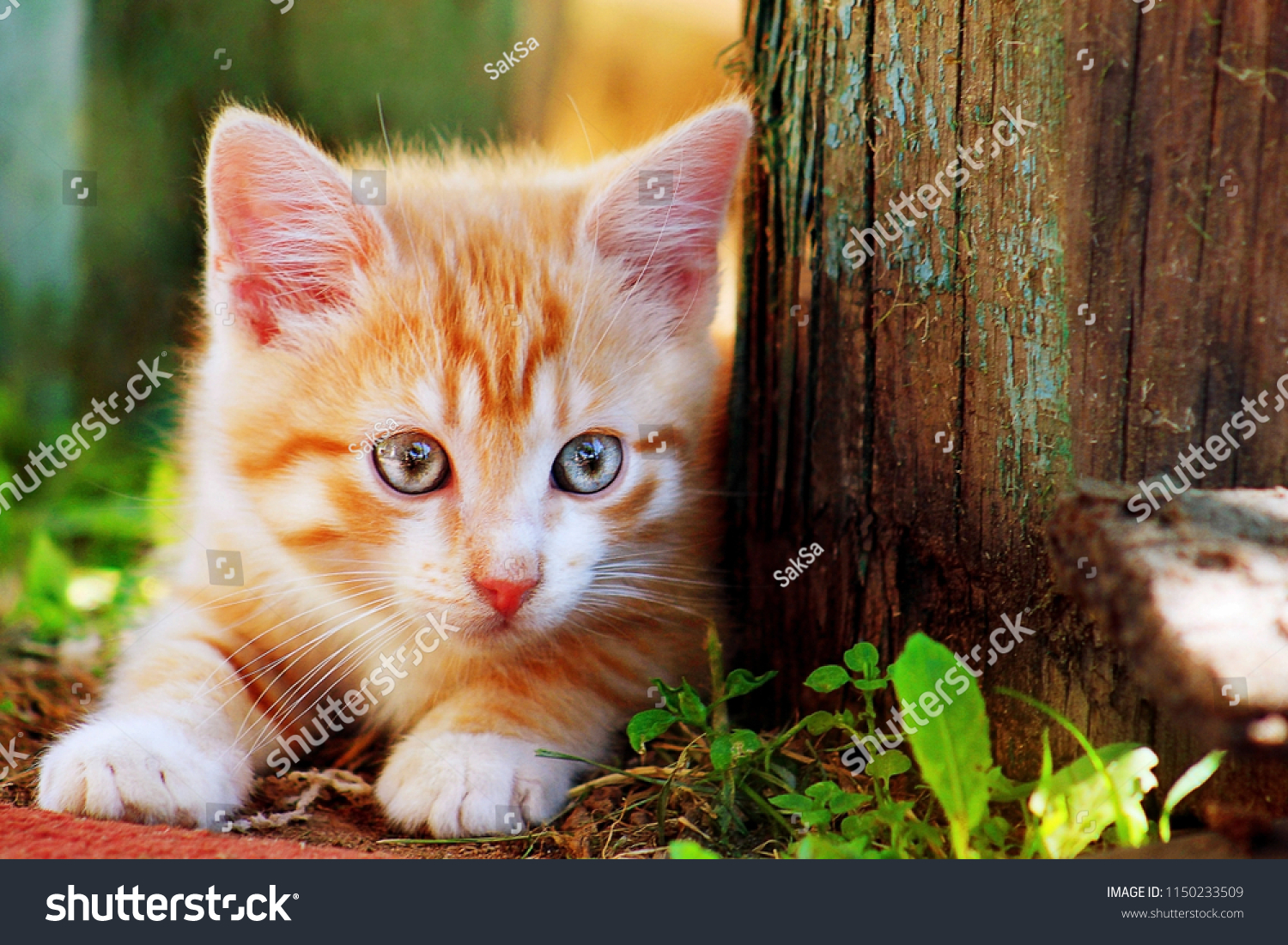 Youngest Pussys: How to Find The Cutest Kittens Online