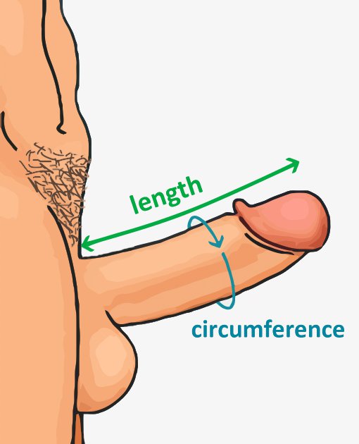 What does a 5inch penis look like? Honest answers about penis size