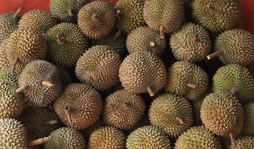 Durian Lollobrigida Taste: What to Expect From This Exotic Fruit Variety?
