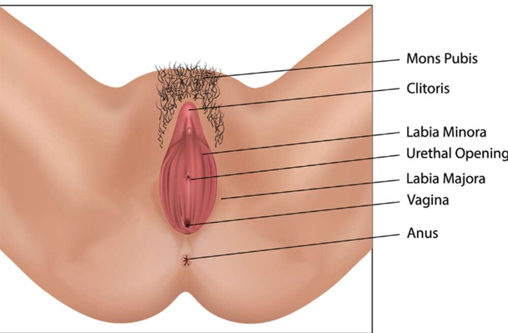 How many holes does a woman have? The Real Answer (Female Body Facts)