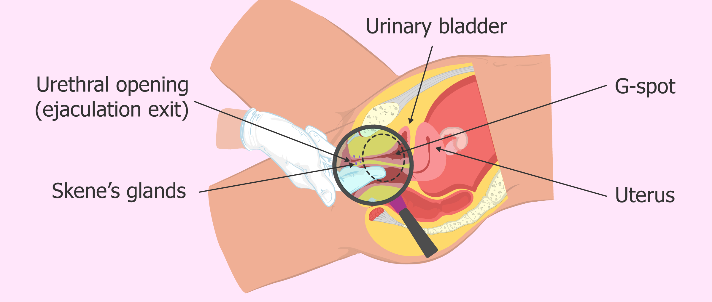 Why Do I Cum From Head? (Easy to Understand Reasons).