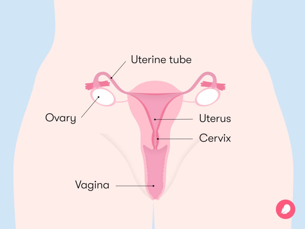 Veginas and Boobs: Learn the Basics in Plain English, fast!