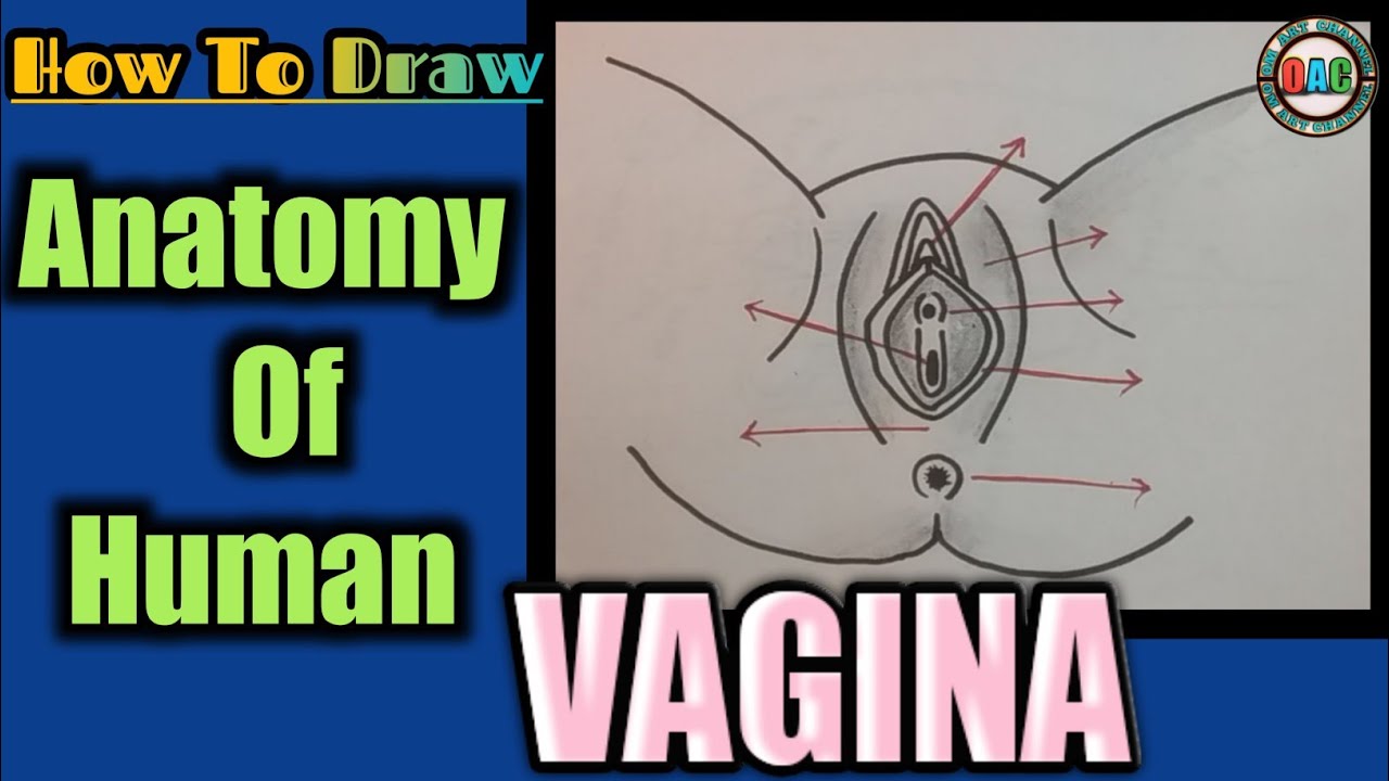 Vigina Drawing Tutorial: Easy for Beginners (Step by Step Art)