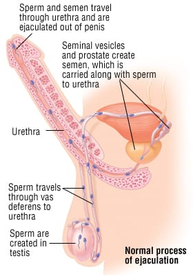 Why Do I Cum From Head? (Easy to Understand Reasons).
