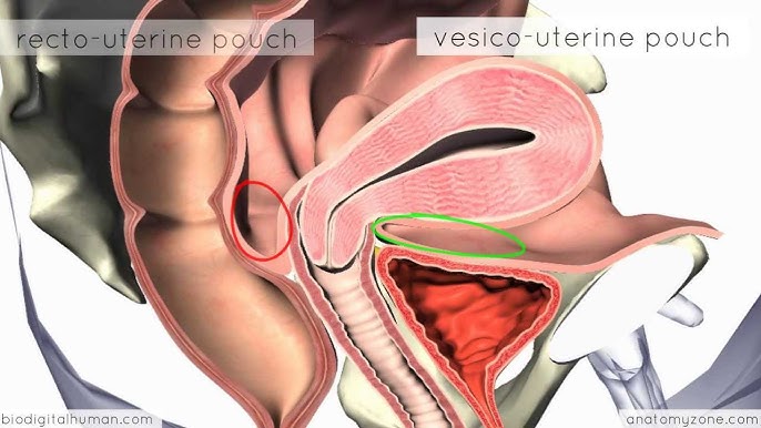 Veginas and Boobs: Learn the Basics in Plain English, fast!
