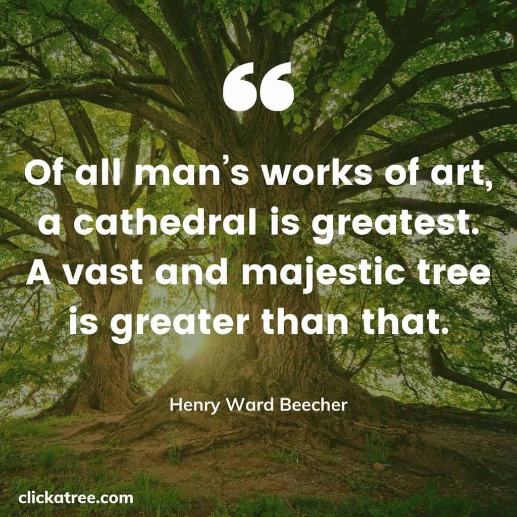 One Tree Quotes That Will Inspire You to Live Better