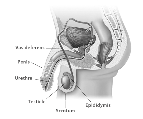 Cocks and Vaginas: Facts, Anatomy, and Sexual Health