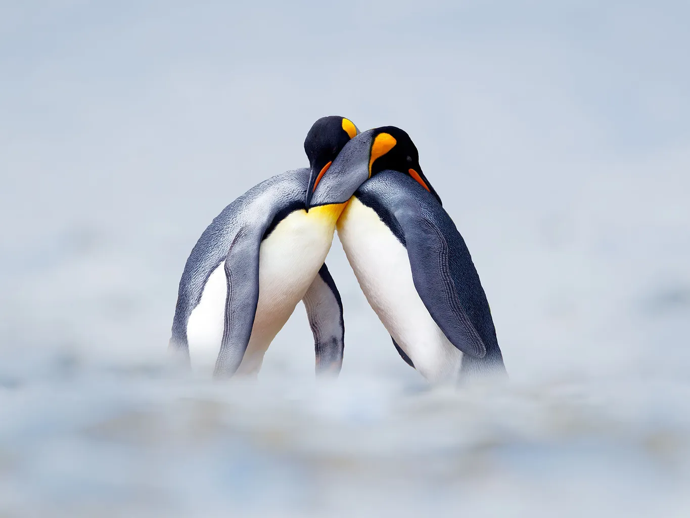 What are surprising facts about penguin love? Learn why many penguins often choose to mate for life.